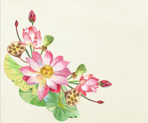 Lotus Flowers. Hand drawn illustration