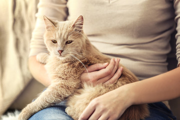 Cute cat with its owner at home, close up view