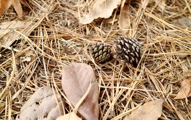 Pine cone