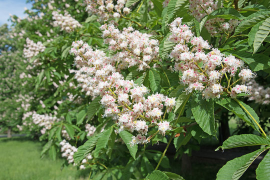 Blühende Kastanienbäume, Aesculus hippocastanum