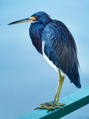 Tricolored Heron in Profile