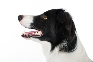 Fototapeta premium Border Collie sieht nach oben