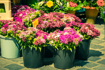 Beautiful carnation flowers at an european market