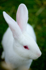 rabbit