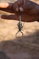 Skorpion