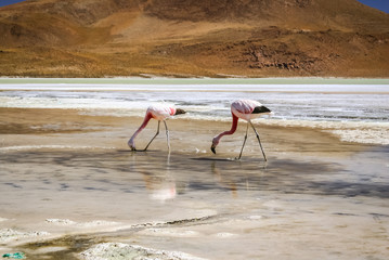 Fototapeta na wymiar Feeding flamingoes in water