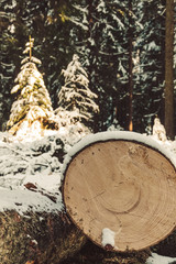 tree trunk in winter
