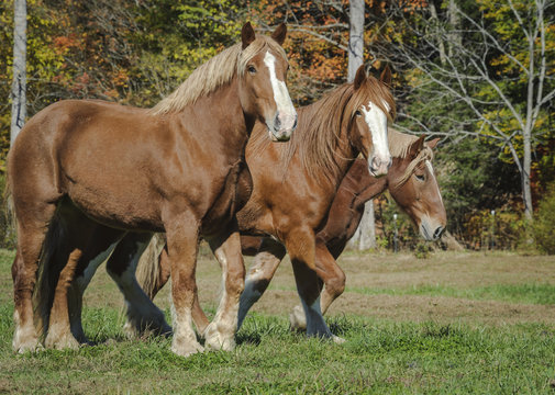 Draft Horses running across grass paddock