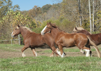 Fototapeta na wymiar Draft Horses running across grass paddock