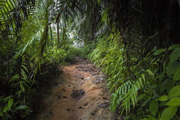 Path in the jungle. Sinharaja rainforest in Sri Lanka.