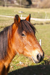 Portrait d'un cheval marron
