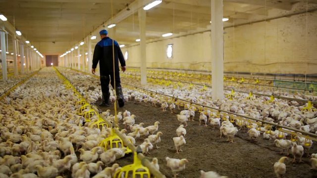Chicken Farm poultry production