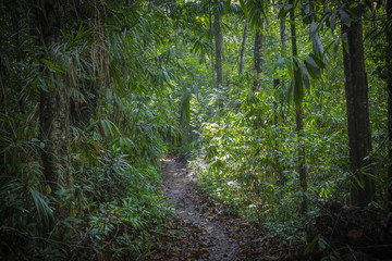 Path in the jungle. Sinharaja rainforest in Sri Lanka.