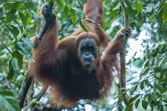 Huge male Sumatran orangutan (Pongo abelii), Bukit Lawang Orang Utan Rehabilitation station, Sumatra, Indonesia