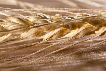 ears of wheat . macro