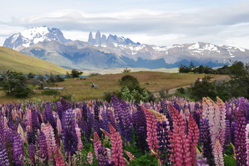 Obraz premium patagonia