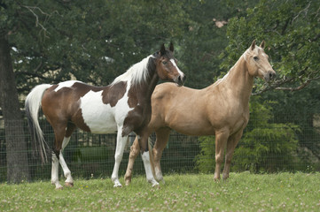 Obraz na płótnie Canvas Quarter horse and national Show horse in lush grassy paddock