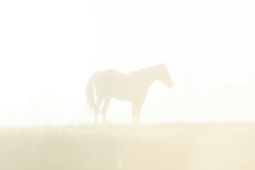 Horse sillhouette in fog on horizon at sunrise