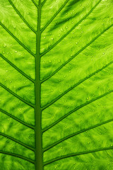 Green ecological concept, green leaf