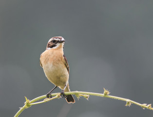 meadow bird is a stonechat sitting on a thin branch in the summer