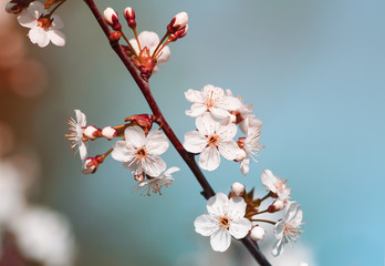 cherry branch with white flowers blooming in early spring in the garden