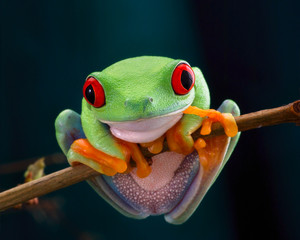 De roodogige boomkikker. Kikker met rode ogen, hout. Mooie groene en blauwe kleuren. Exotisch dier van regenwoud. agalychnis
