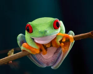 Foto op Plexiglas Kikker De roodogige boomkikker. Kikker met rode ogen, hout. Mooie groene en blauwe kleuren. Exotisch dier van regenwoud. agalychnis