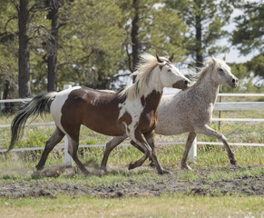 Obraz na płótnie Canvas Arabian mare with Paint Quarter Horse gelding