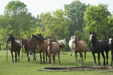 Fototapeta premium Herd containing various horse breeds