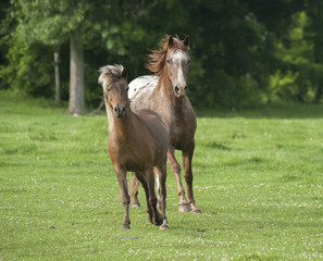 Obraz premium Appaloosa and pony running in green pasture