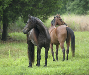 Friesian and Trekahner Warmblood geldings