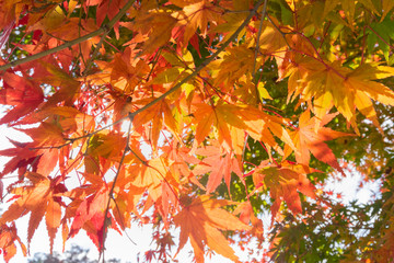Red maple leaf in focus against blurred yellow background in Japan Travel Autumn Season