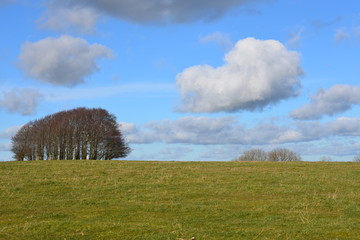 Coppice at Wingreen Hill, Dorset