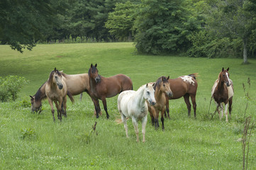 Horse herd with mixed breeds in lusg grass