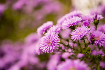 Purple Flowers.