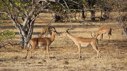Naklejka na ściany i meble two Impalas greeting each other in Chobe National Park, Botswana