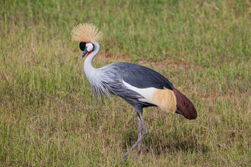 Grey crowned crane (Balearicaregulorum) in Amboseli NP Kenya, Africa