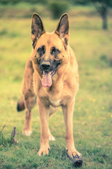 gsd k9 security dog