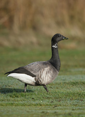 Brent Goose, Branta bernicla