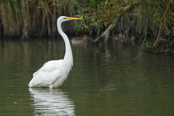 Obraz premium White heron in nature during morning sunset