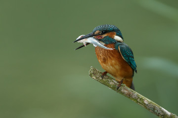 Kingfisher, little blue bird on a twig