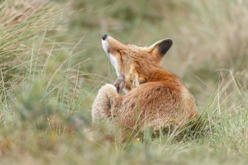 Red fox in nature