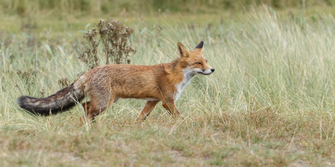 Red fox in nature