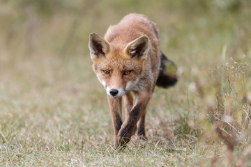 Red fox in nature
