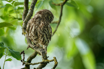 Little owl in last sunlight on a spring day