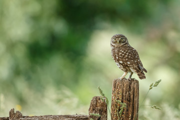Little owl in last sunlight on a spring day