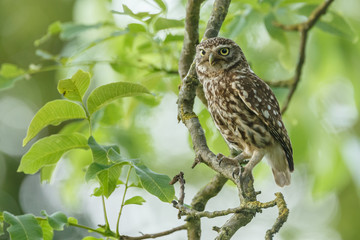 Little owl in last sunlight on a spring day