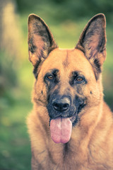 security K9 dog face