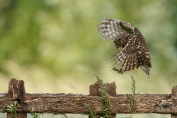 Little owl in last sunlight on a spring day