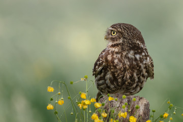 Little owl in last sunlight on a spring day